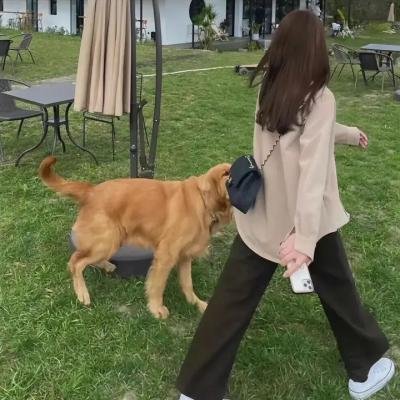 一条狗的使命